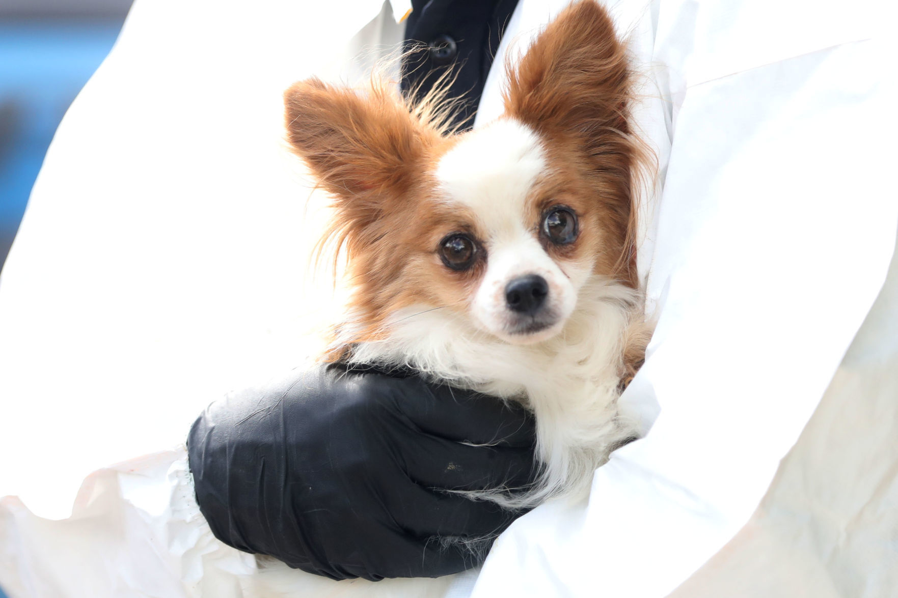 Animal Rescue
